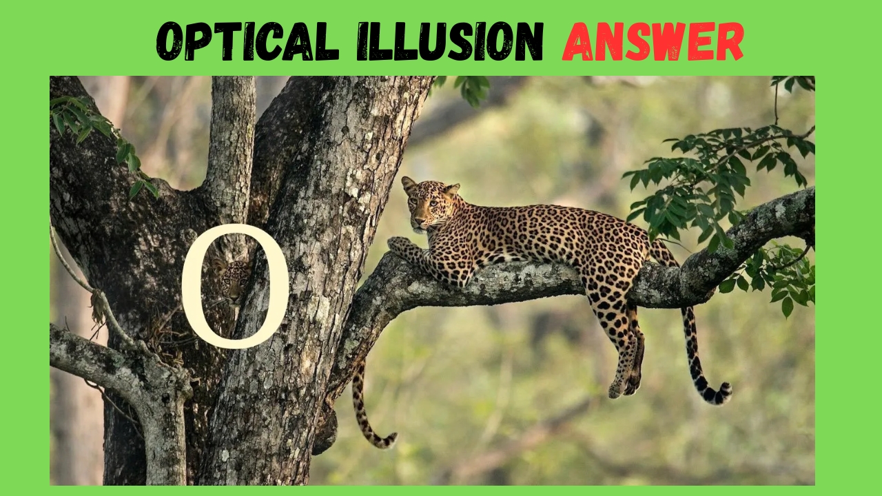 Hidden leopard cub's face