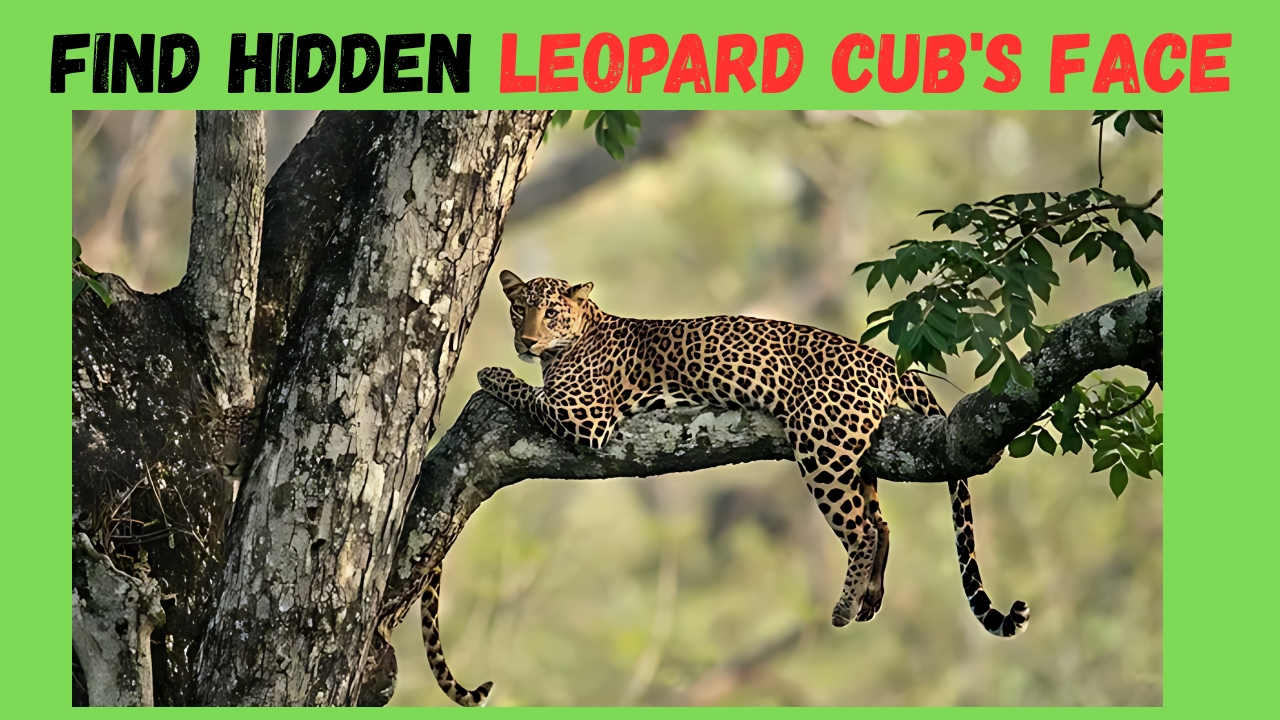 Hidden leopard cub's face