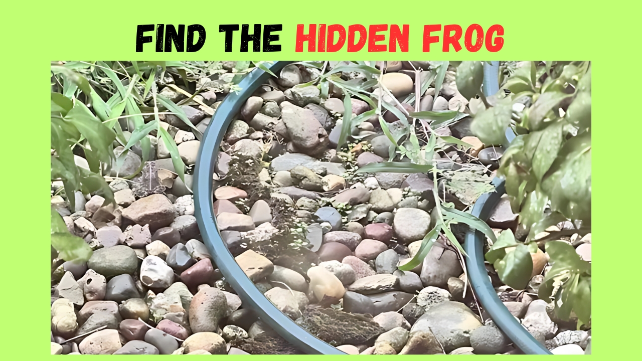 Hidden Frog .
