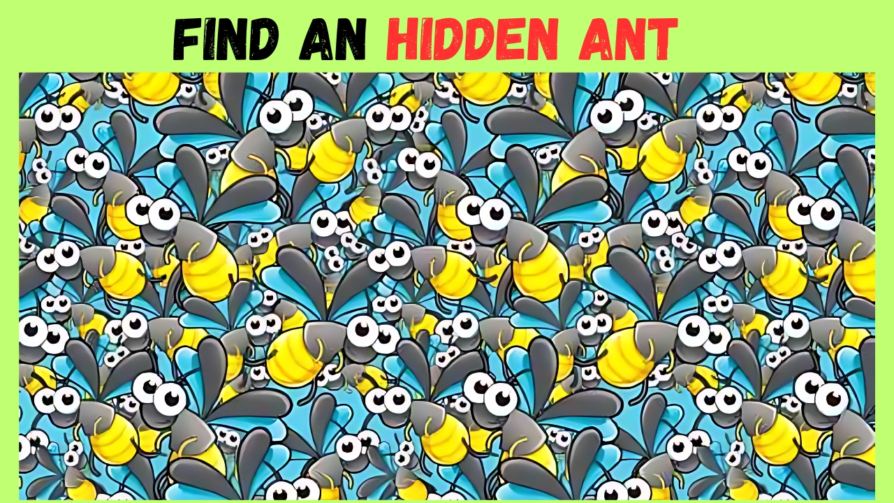 Find an Hidden Ant
