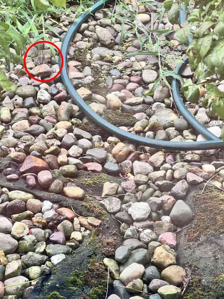 Hidden Frog Solved