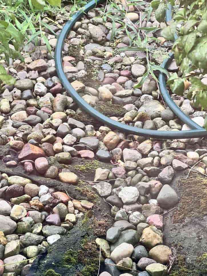 Hidden Frog